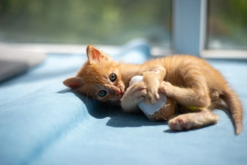 Ganesha playing cat,