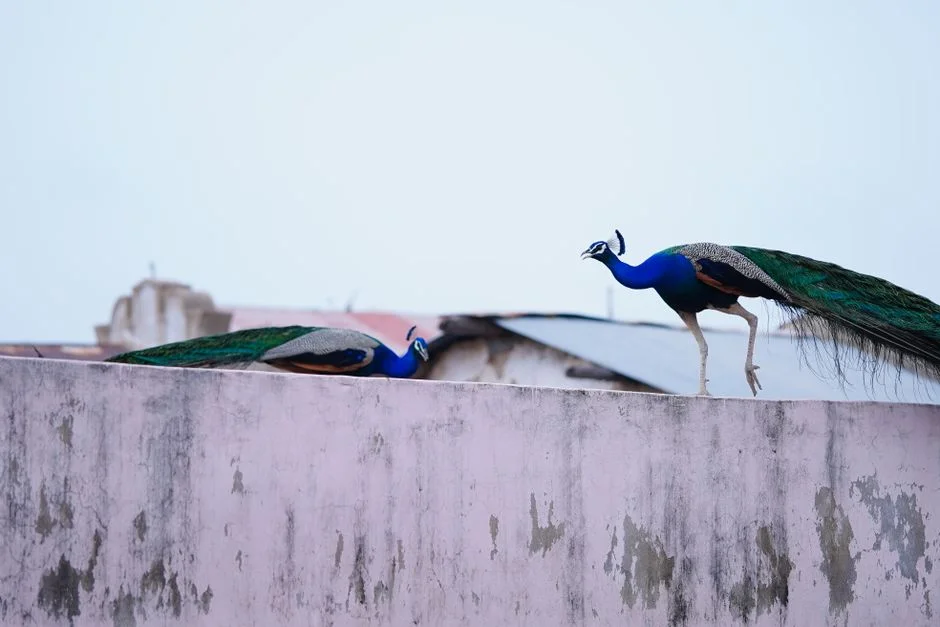 Lord Murugan Peacock