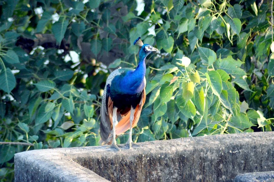 Kavadi structure peacock
