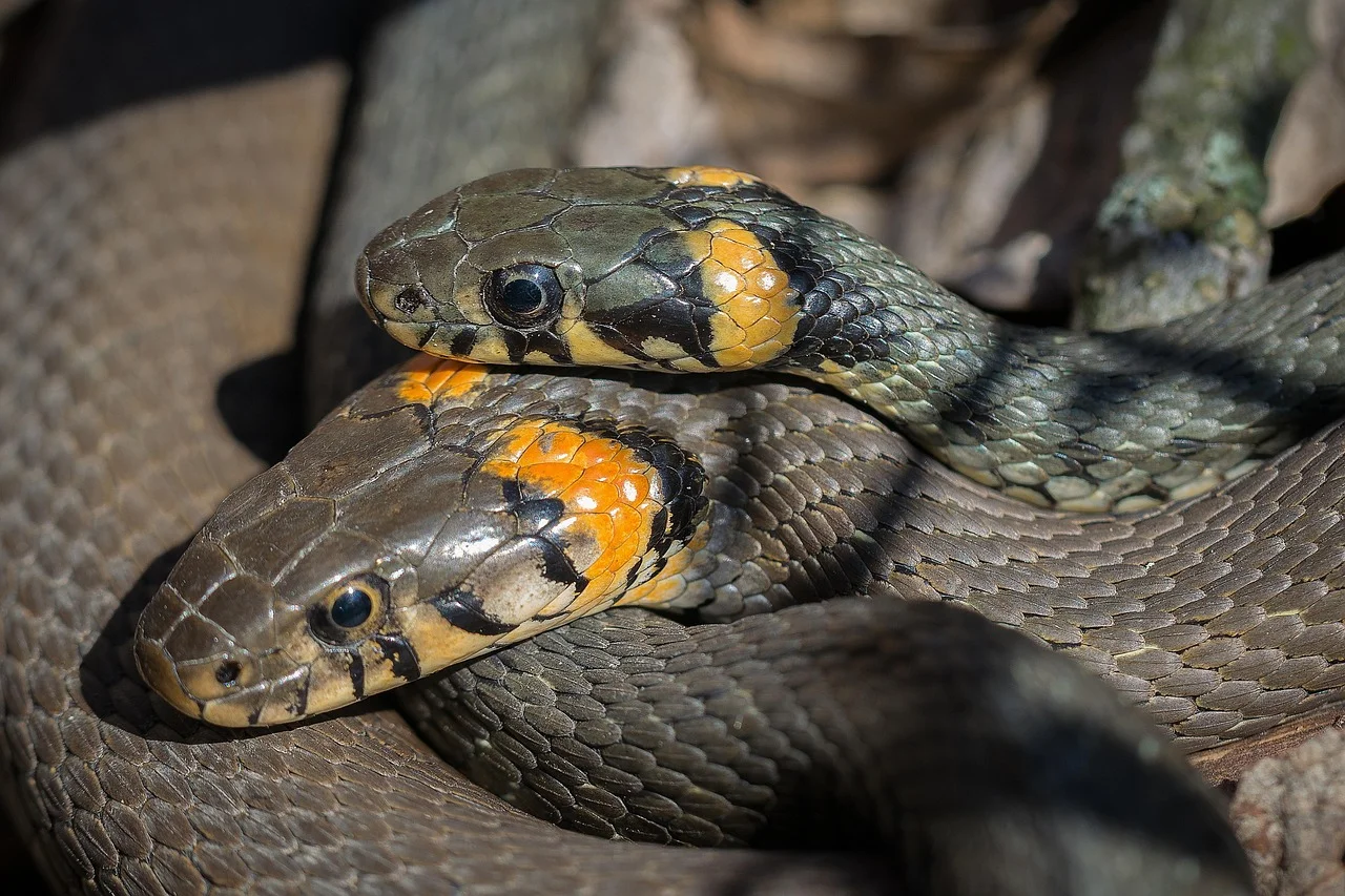 Ganesha snake encounter,