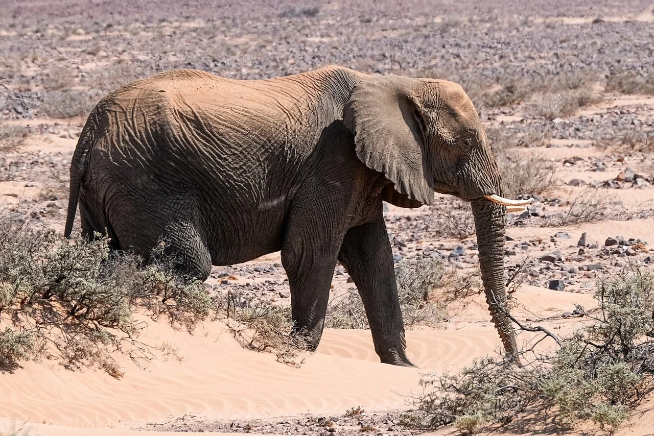 Ganesha broken tusk