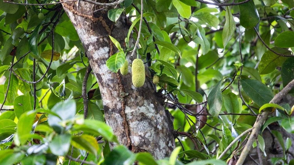 Jackfruit fruit, sacred