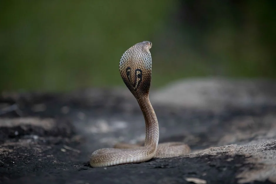 Ganesha snake Nagapasha