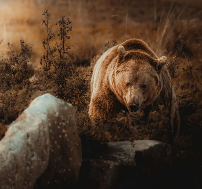 Bear Market Trend,
