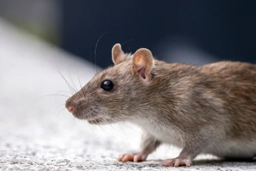 Investors: Get Ready for the Year of the Metal Rat | MarketGauge.com