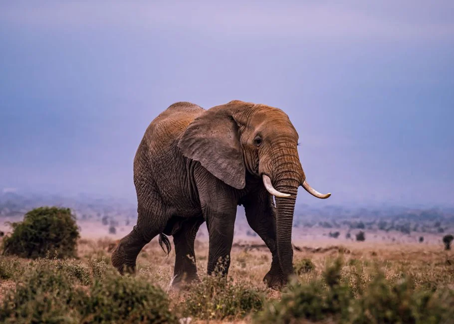 Elephant, Mount Kailash,
