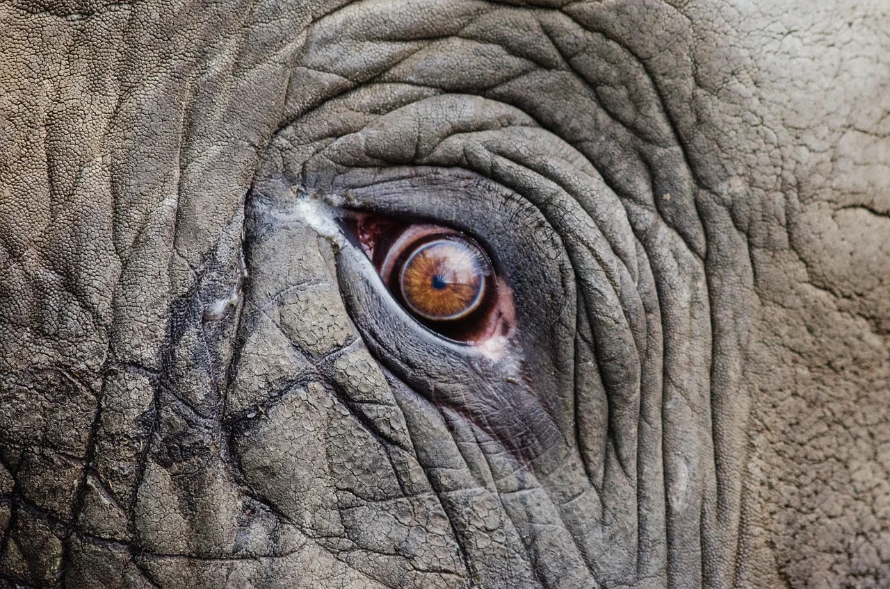 Ganesha elephant head,