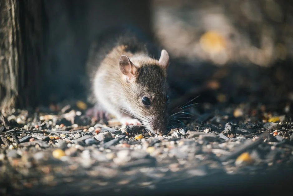 Rat Indian folklore,