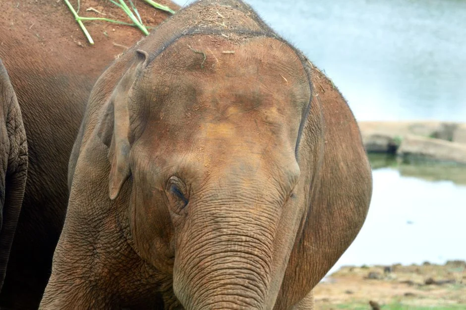 Elephant wisdom strength,