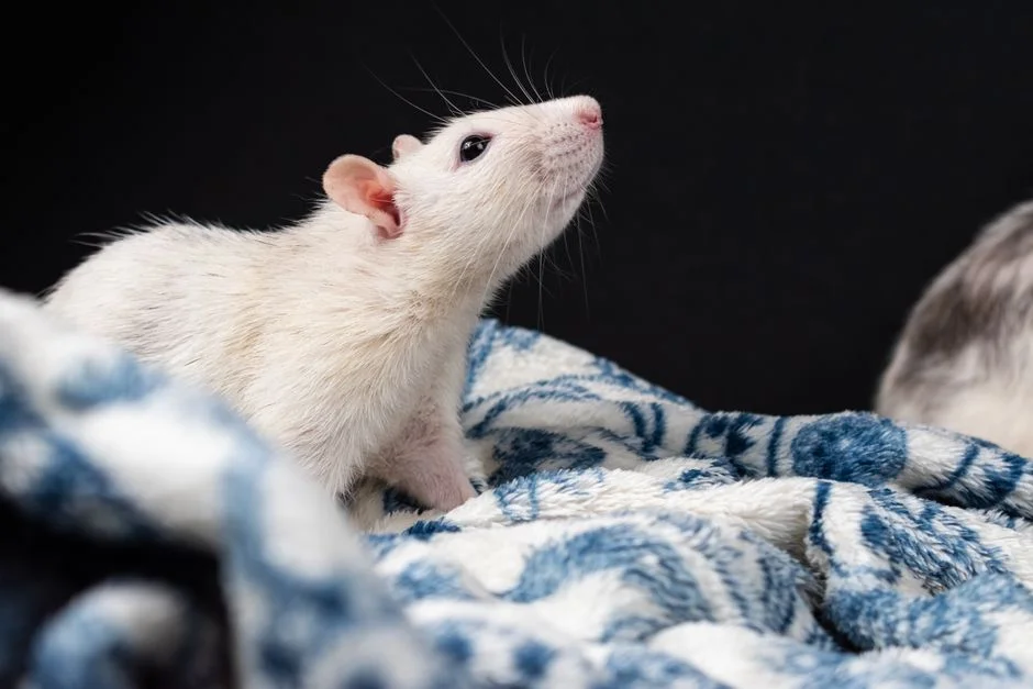 Giant Rat, Sage