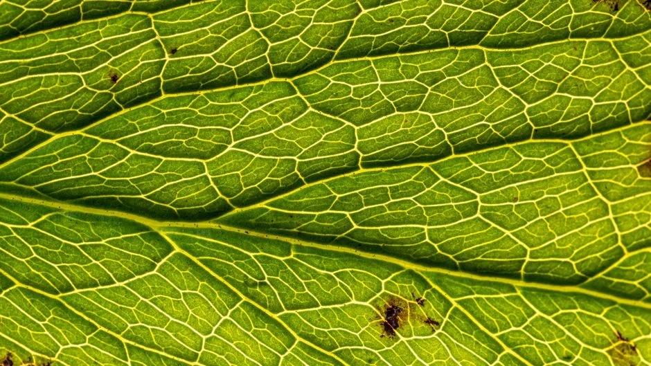 Leaf parts diagram,