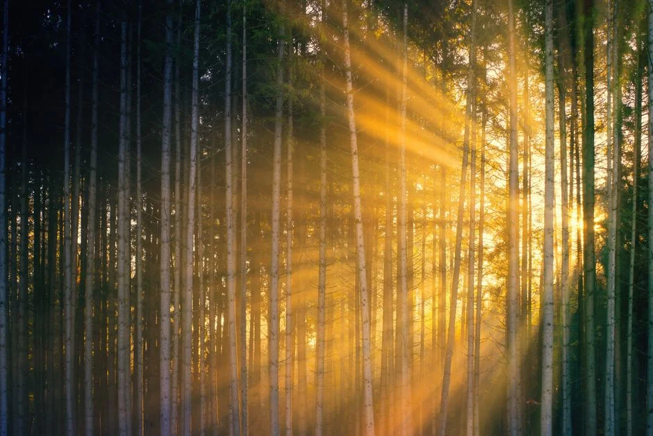 bright sun rays,