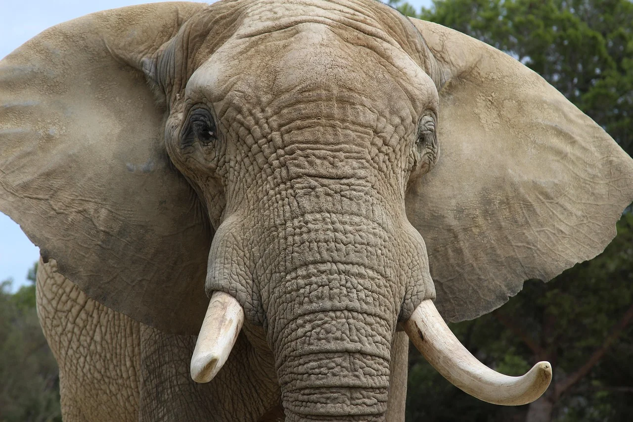 Elephant tusk, Ganesha