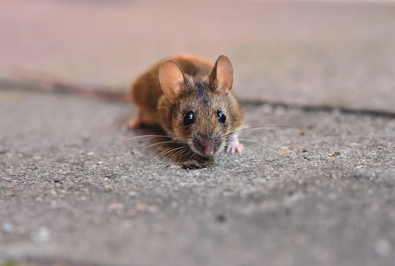 Ganesha mouse vahana,