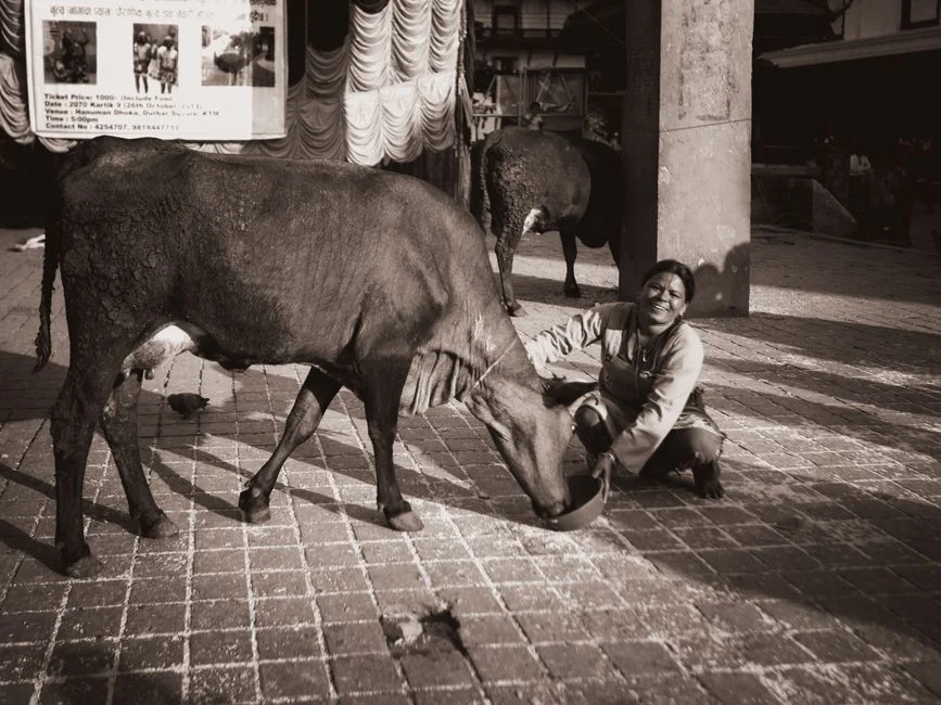 Compassion for animals,