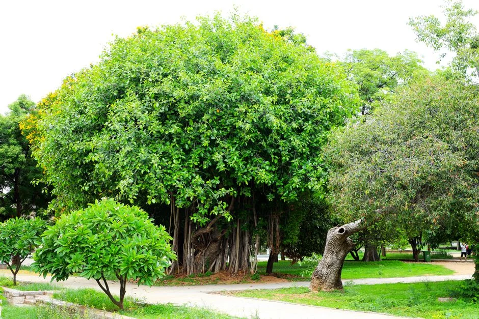 Kalpavriksha tree divine,