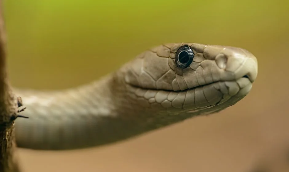 Nahusha serpent form,