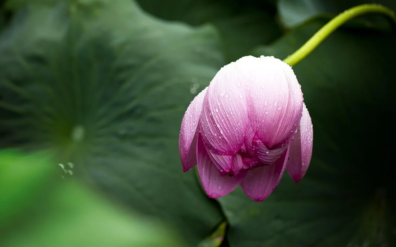 Goddess beauty lotus