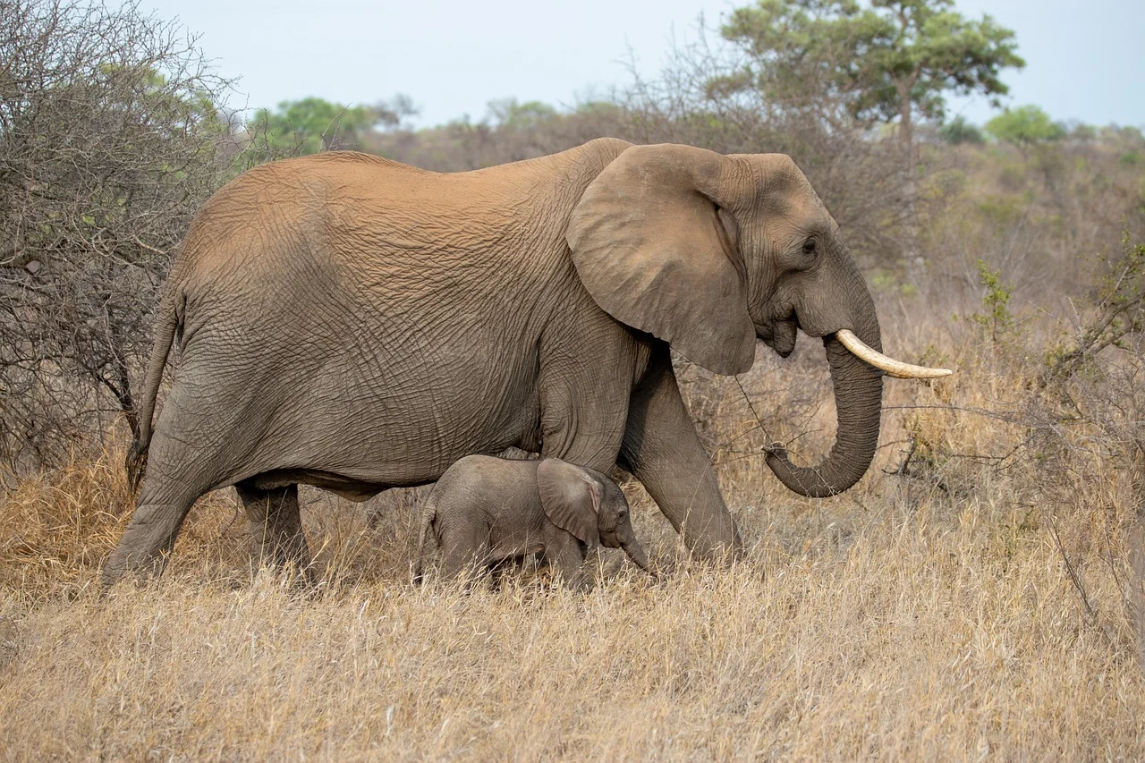 Ganesha broken tusk