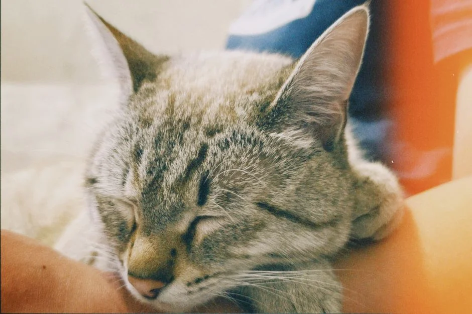 Ganesha, Cat, Animal