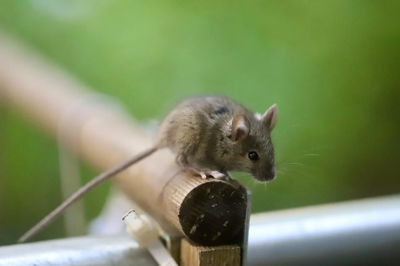 Ganesha mouse vahana,
