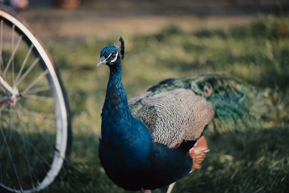 Peacock and Mouse