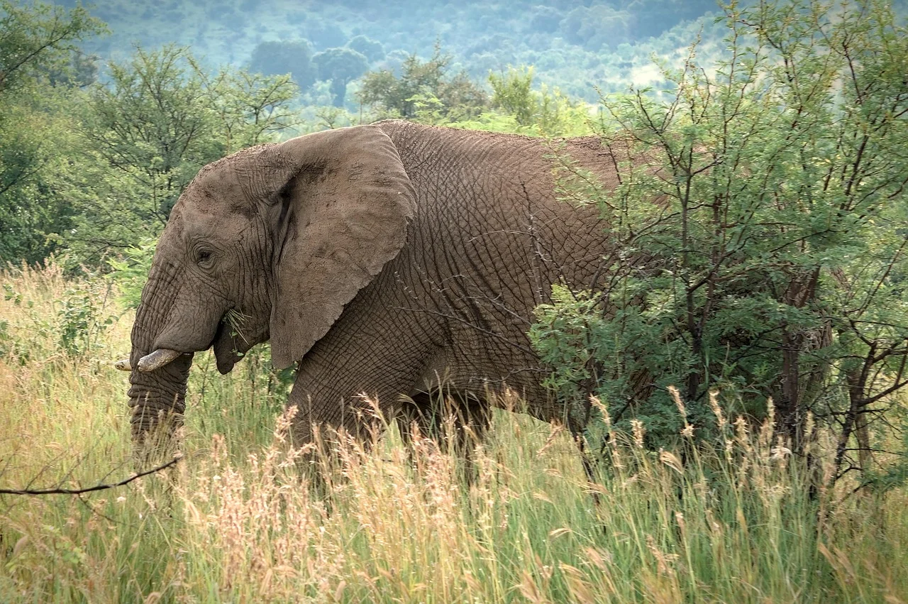 Ganesh Attributes, Elephant