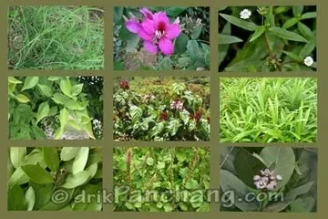 Ganesha Puja leaves,