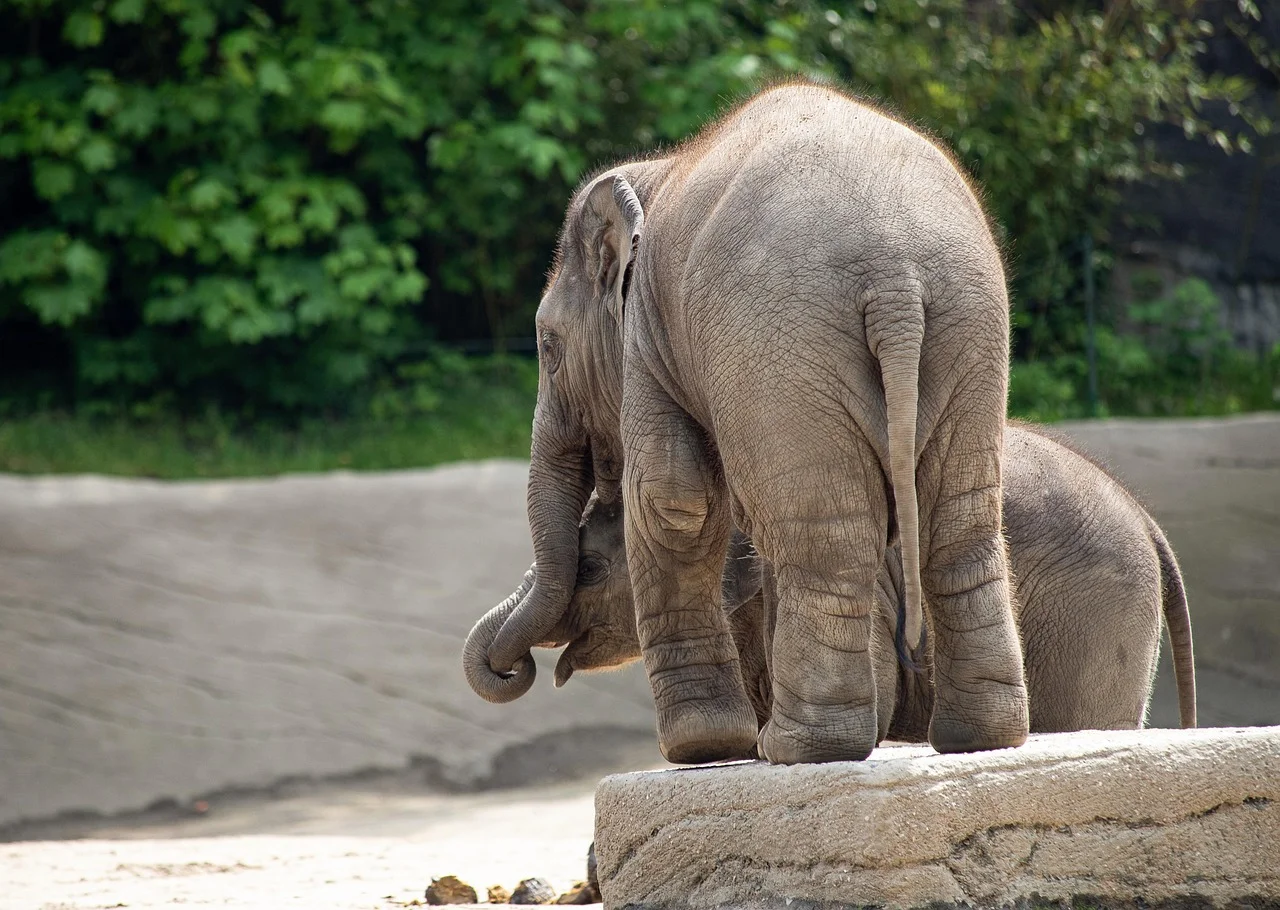 Ganesha big ears