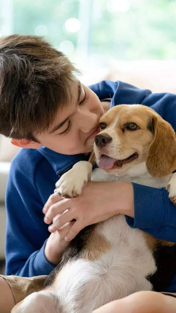 pet dog, puppy