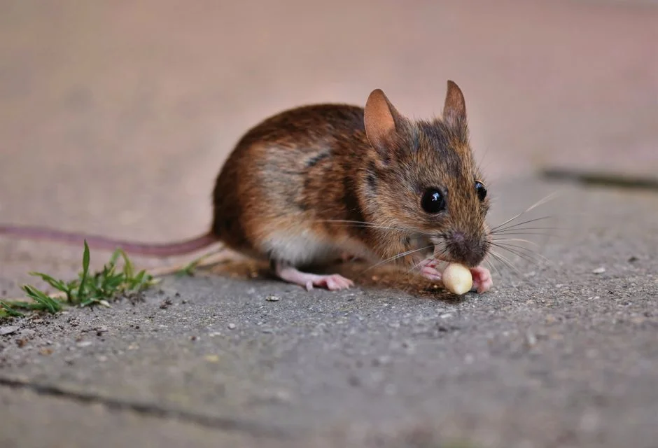Giant Mouse Destruction