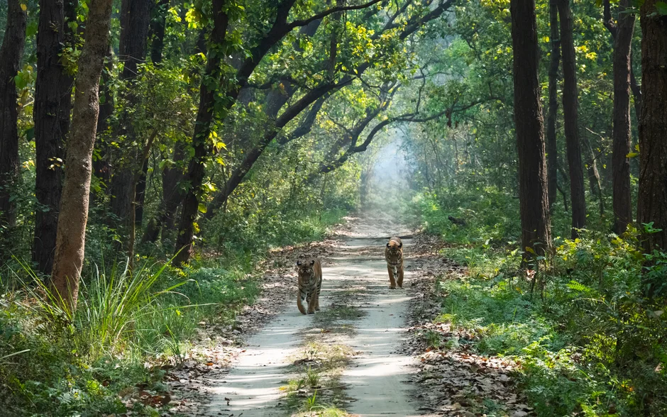 Corbett National Park,