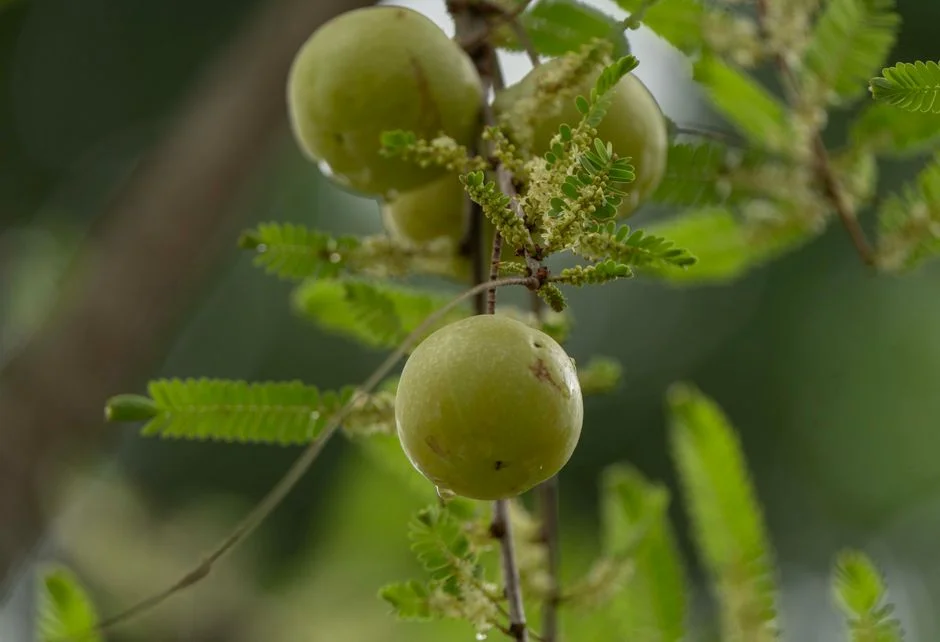 Ayurveda medicine, Universal
