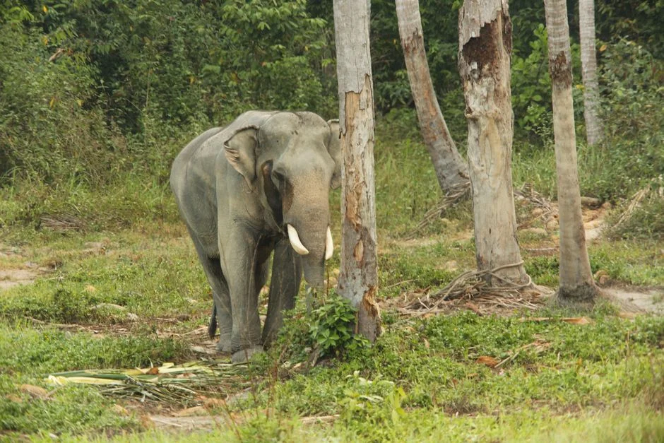Ganesha single tusk,