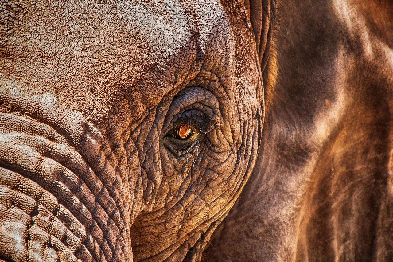 Elephant head symbolism,