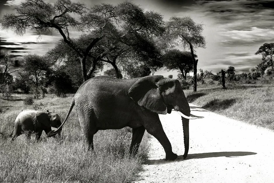Elephant power compassion,