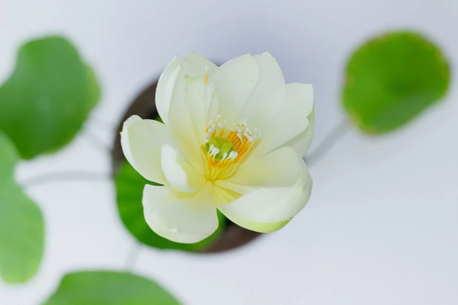 Pure white lotus,