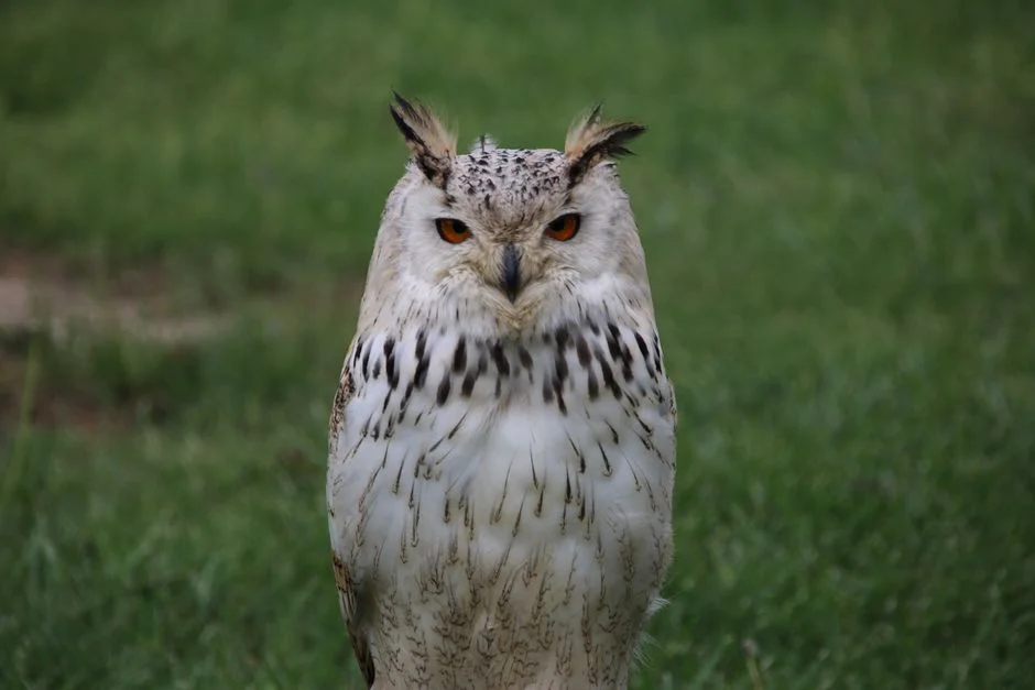 Lakshmi, Athena, Owl