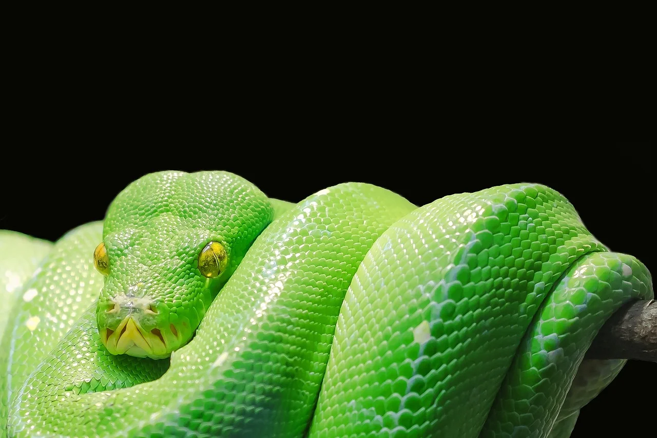Manasa Goddess, Serpent